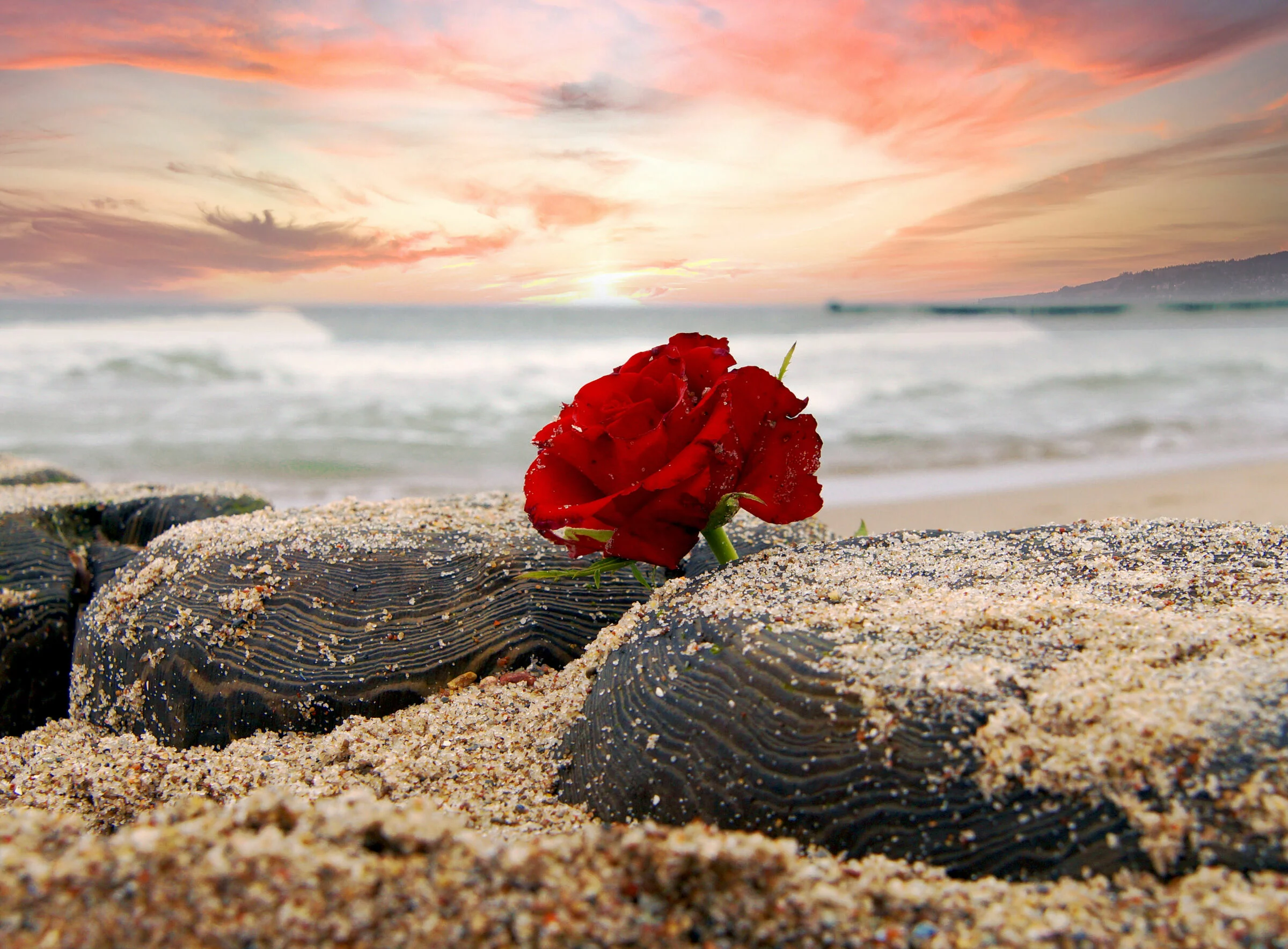 Rote Rosen liegen auf schwarzen Steinen im Sand, am Strand mit Wellen und einem Sonnenuntergang im Hintergrund.