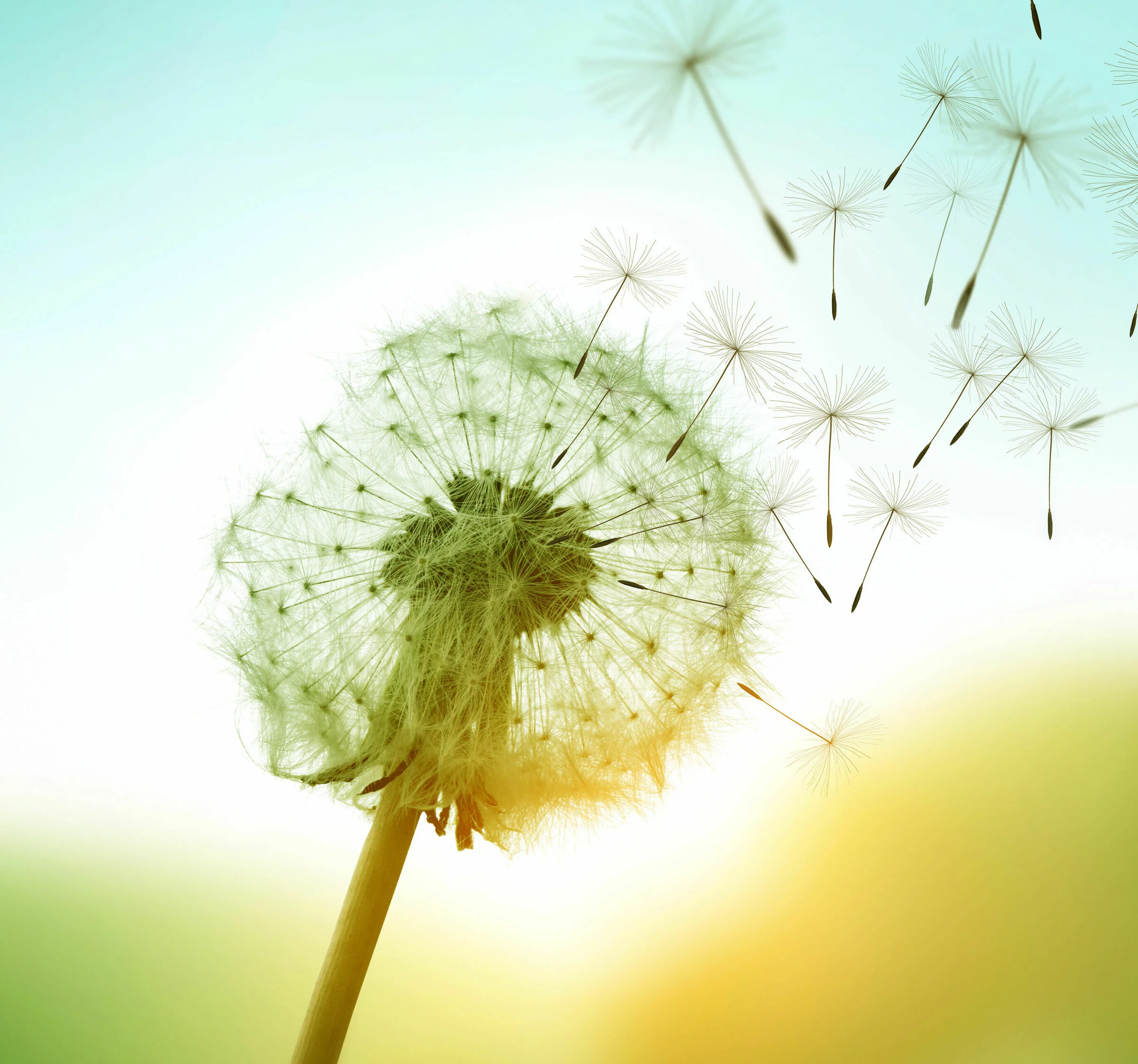 Dandelion mit fliegenden Samen vor blauen Himmel und leichtem Hintergrund, einige Samen sind bereits in Bewegung, während andere noch am Ballon befestigt sind.